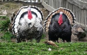 pavos - pavos de granja