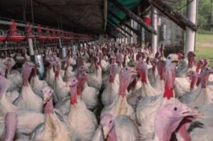 pavos - como criar pavos de granja