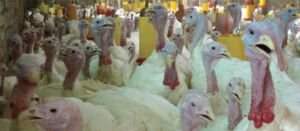 pavos - pavos de granja