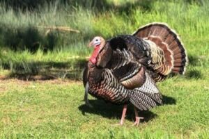pavos - pavos de granja
