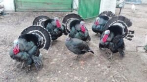 pavos - pavos de granja