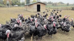 pavos - como criar pavos de granja