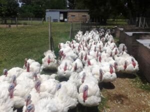 pavos - pavos de granja