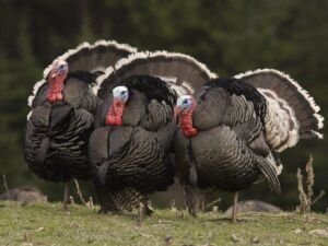 pavos - pavos de granja