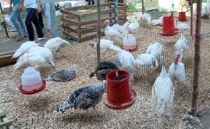 pavos - como criar pavos de granja