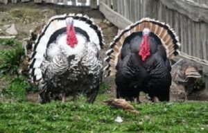 pavos - pavos de granja