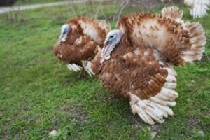 pavos - pavos de granja