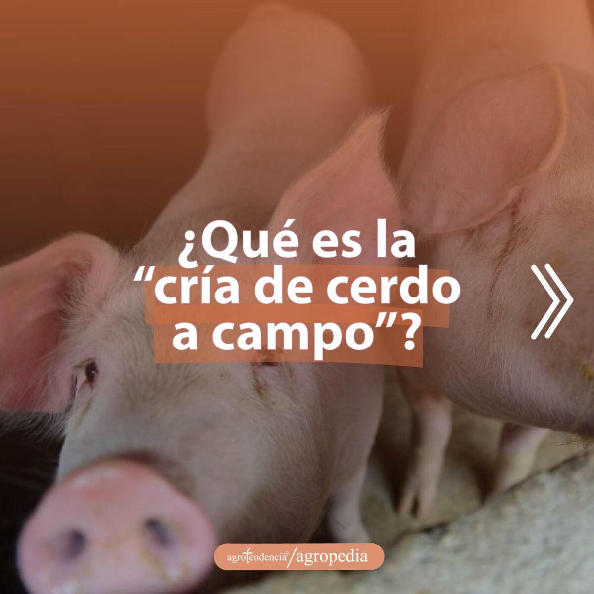 cría de cerdos - cria de cerdos a campo