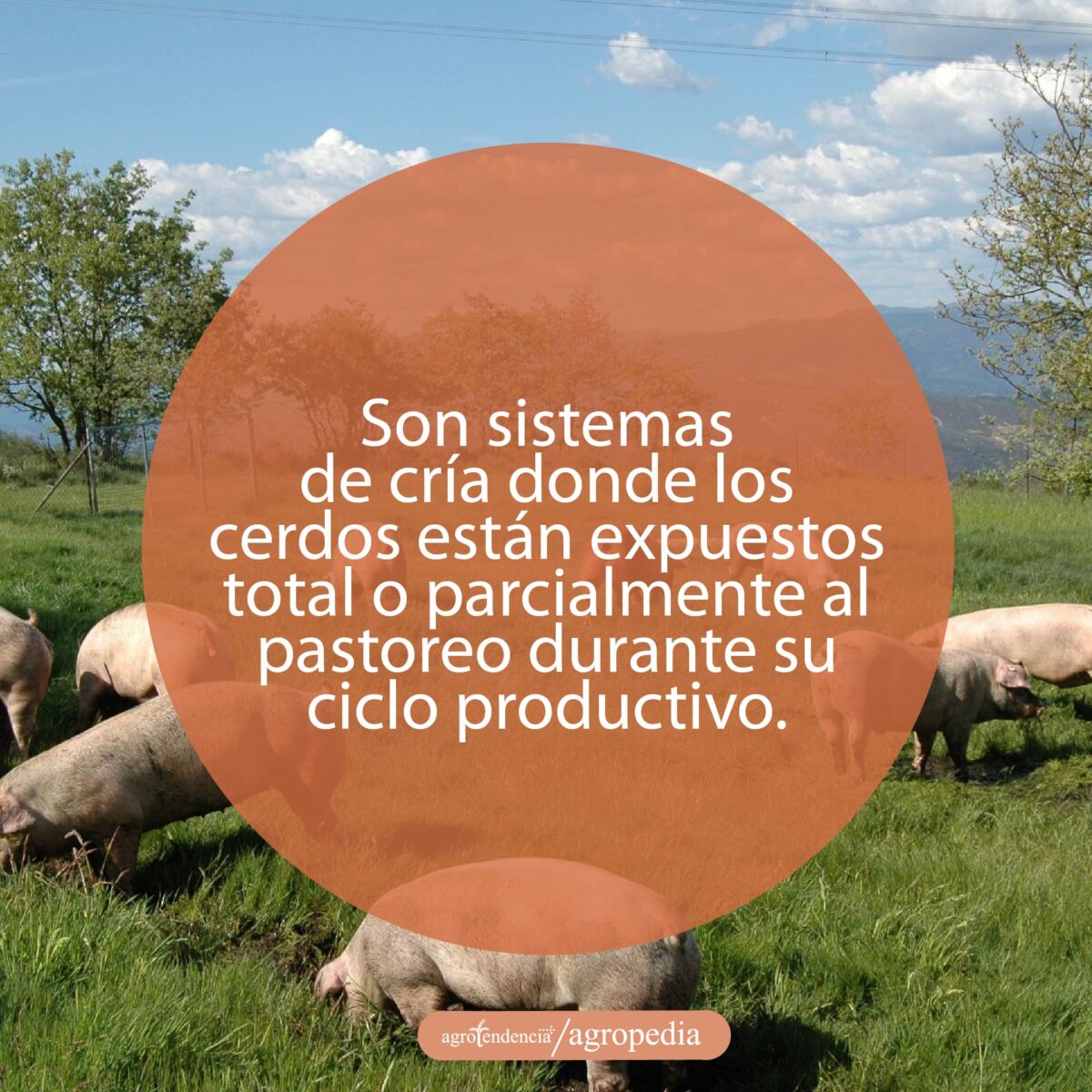 cría de cerdos - cria de cerdos a campo