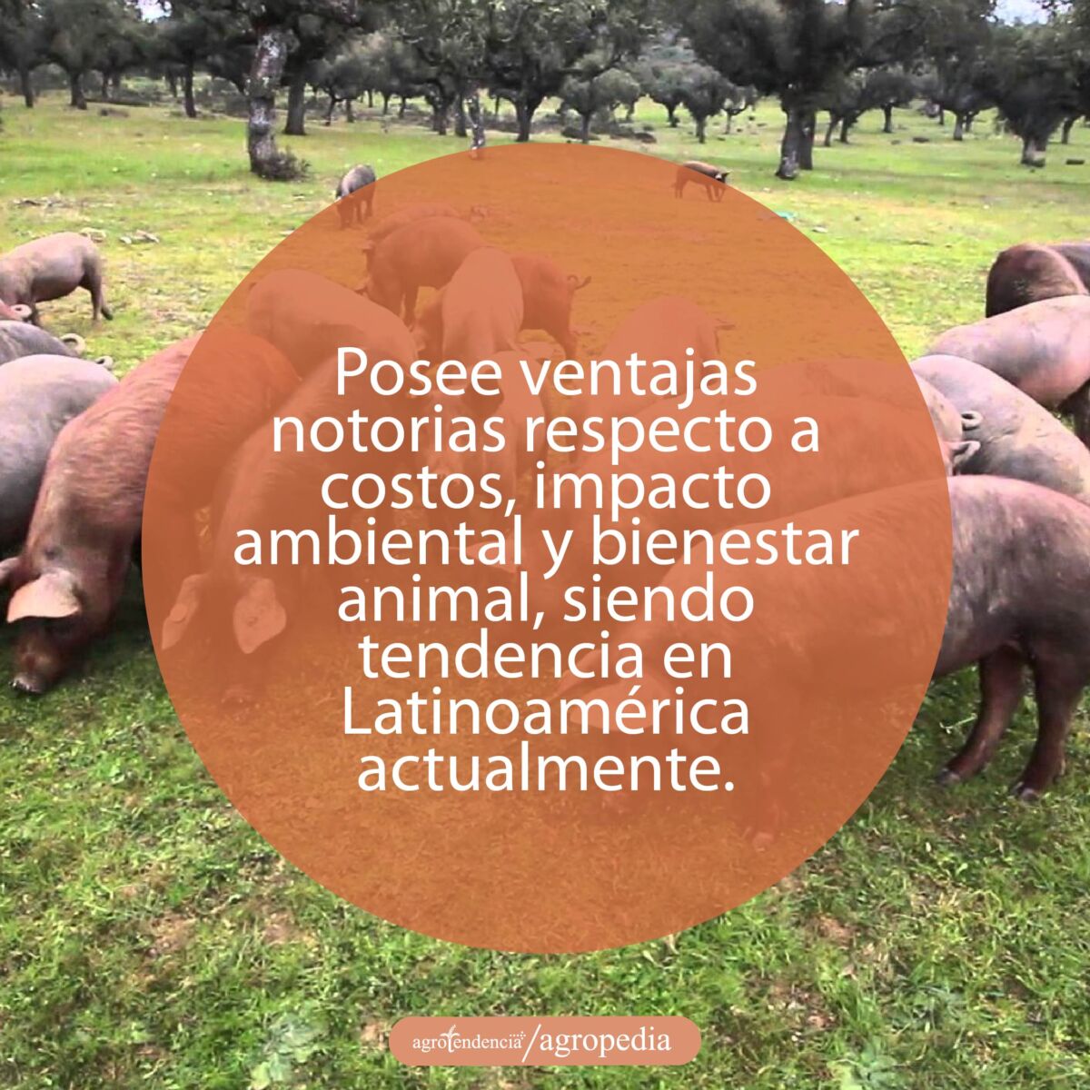 cría de cerdos - cria de cerdos a campo