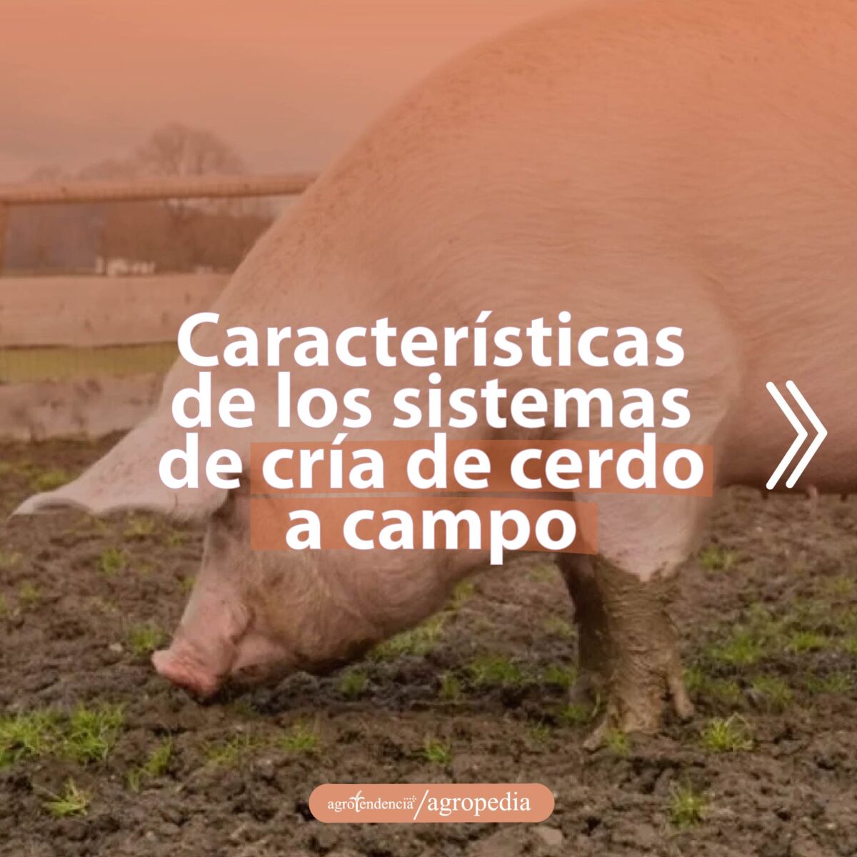 cría de cerdos - cria de cerdos a campo