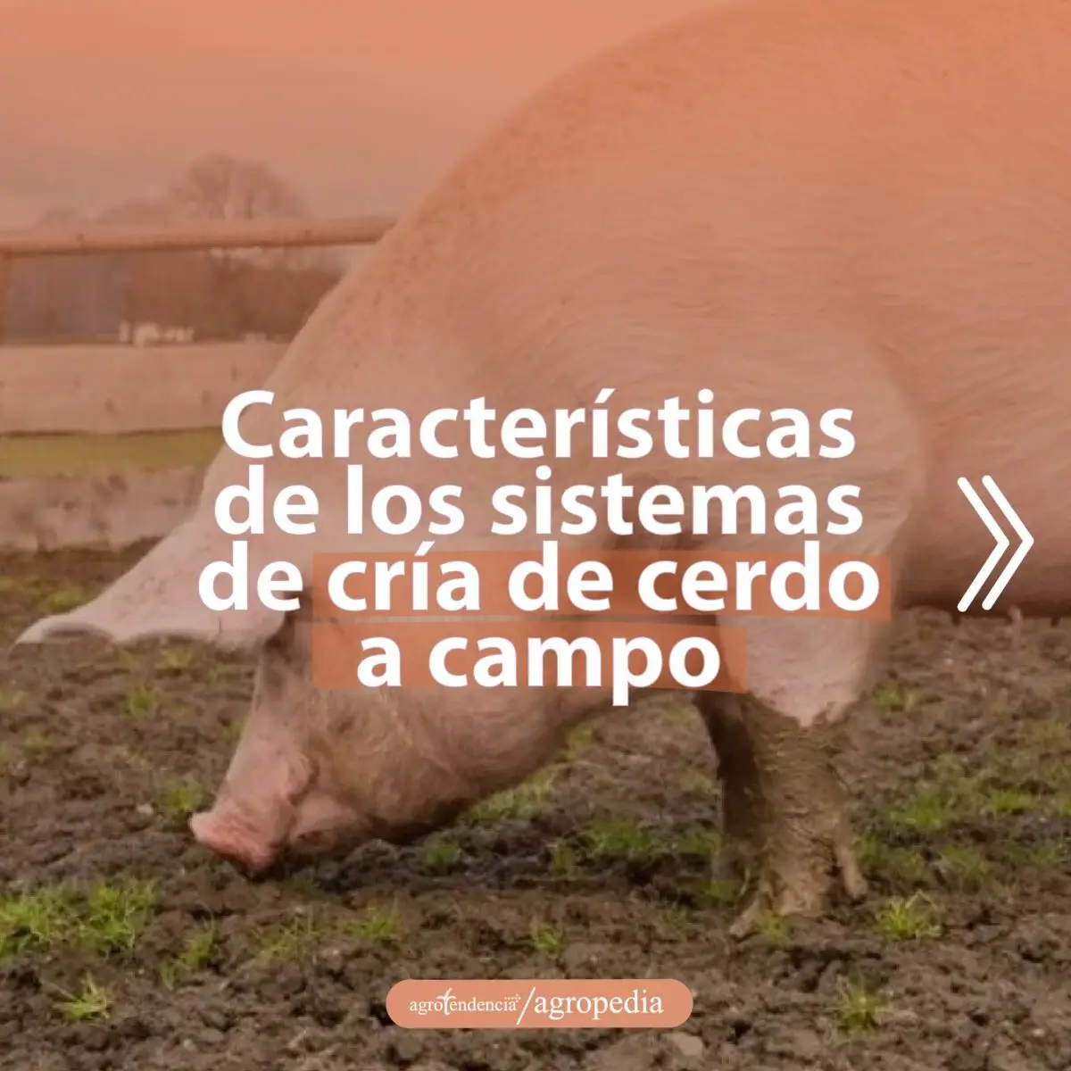 cría de cerdos - cria de cerdos a campo