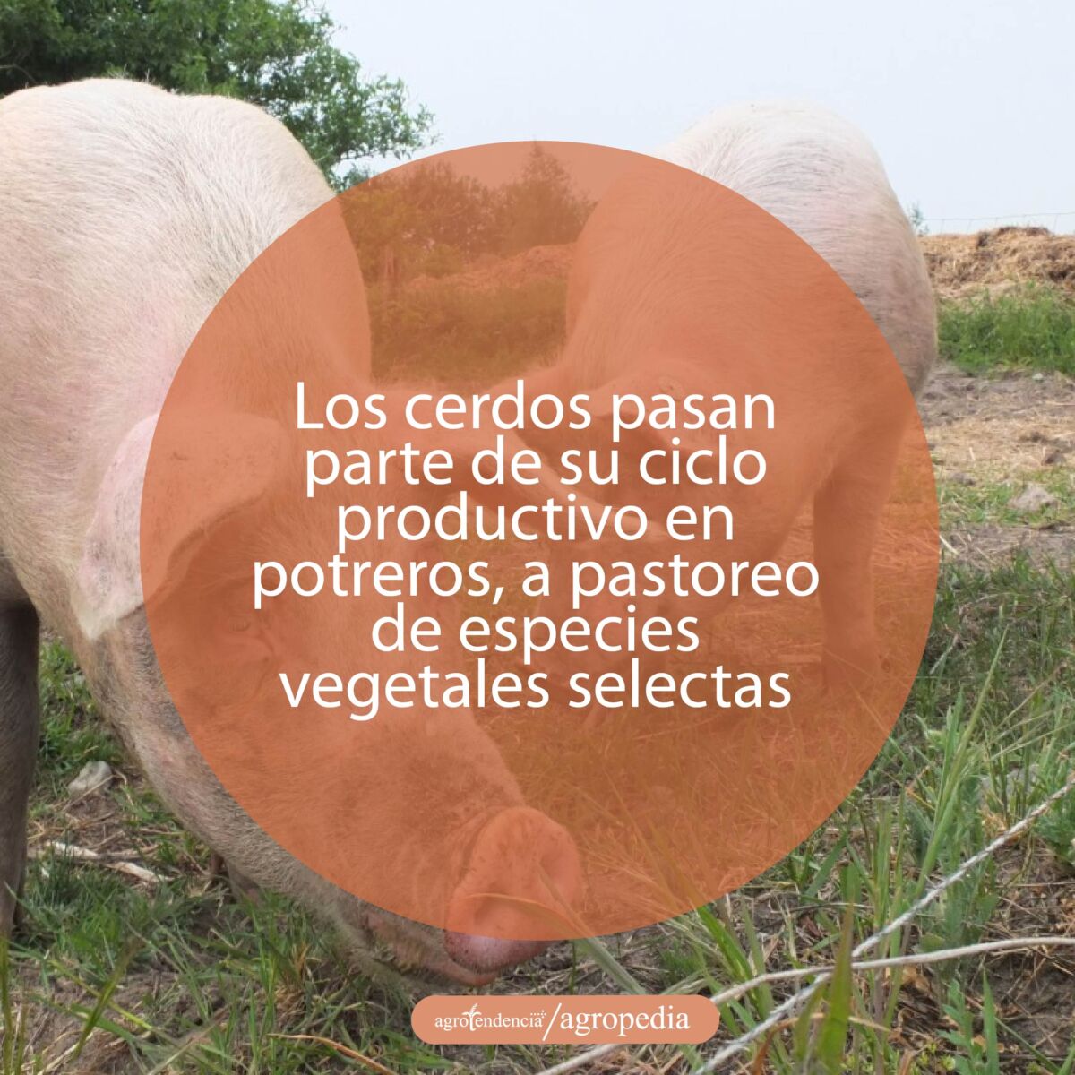 cría de cerdos - cria de cerdos a campo