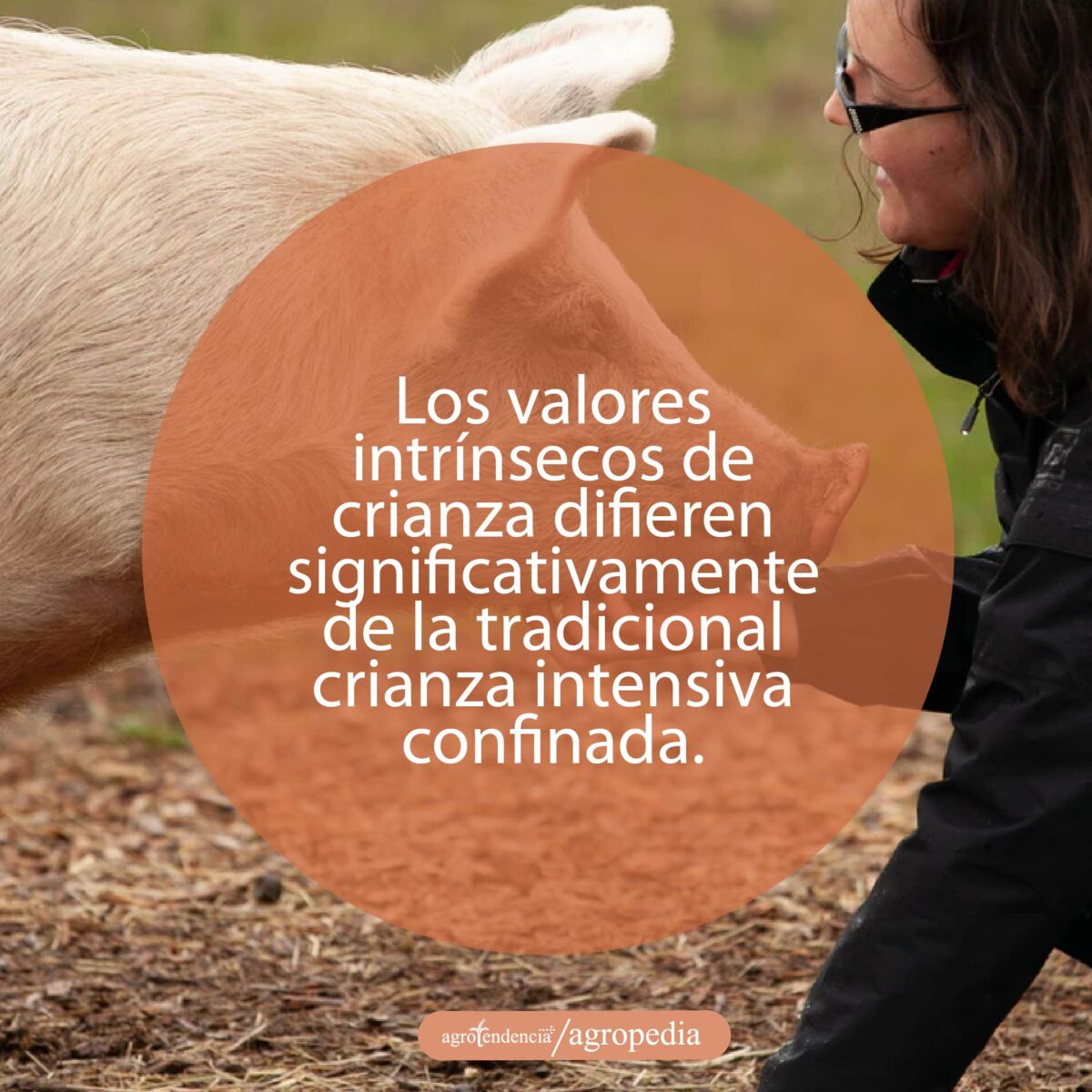 cría de cerdos - cria de cerdos a campo