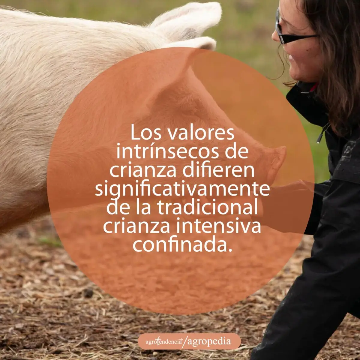 cría de cerdos - cria de cerdos a campo