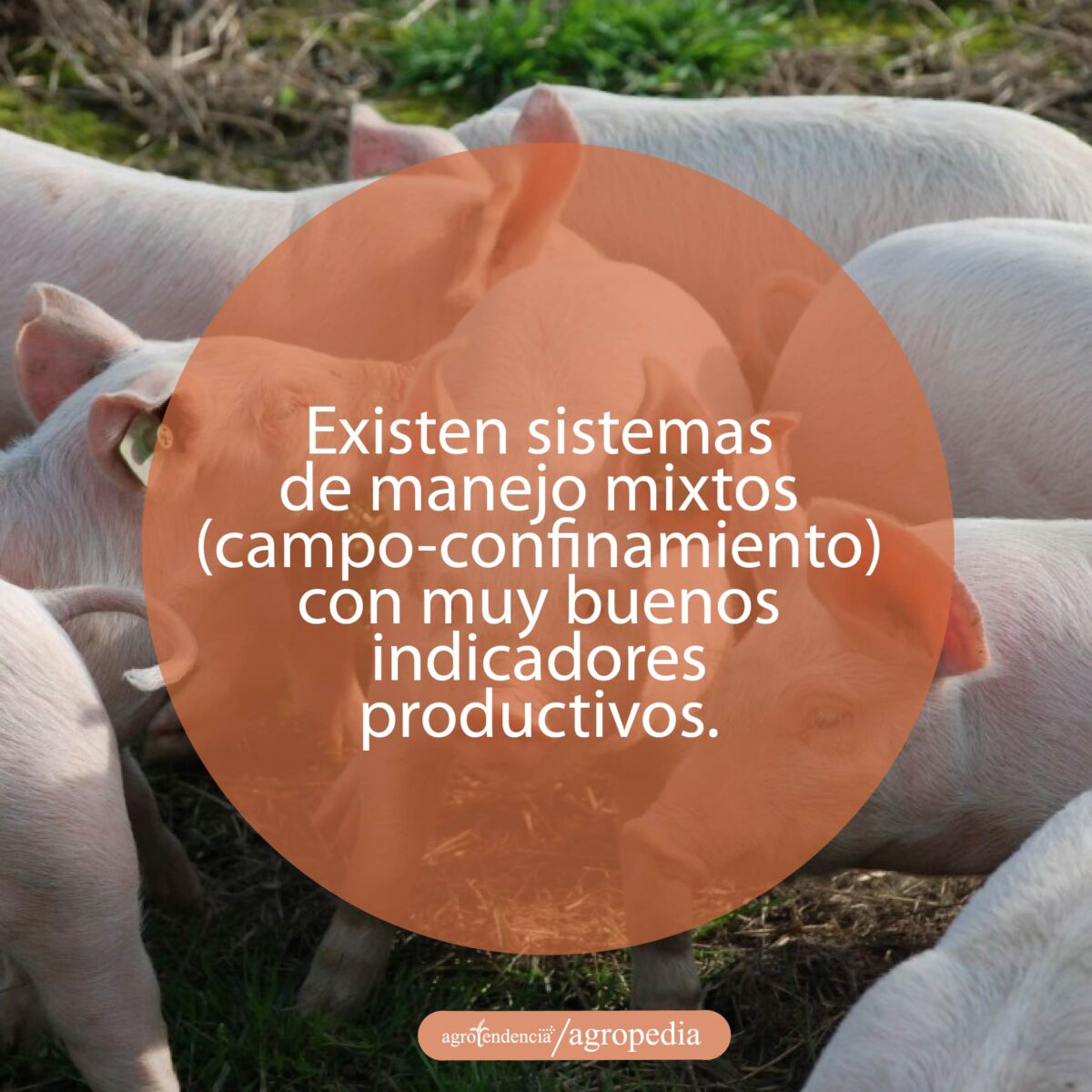 cría de cerdos - cria de cerdos a campo