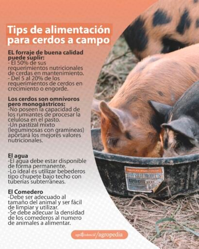cría de cerdos - cria de cerdos a campo
