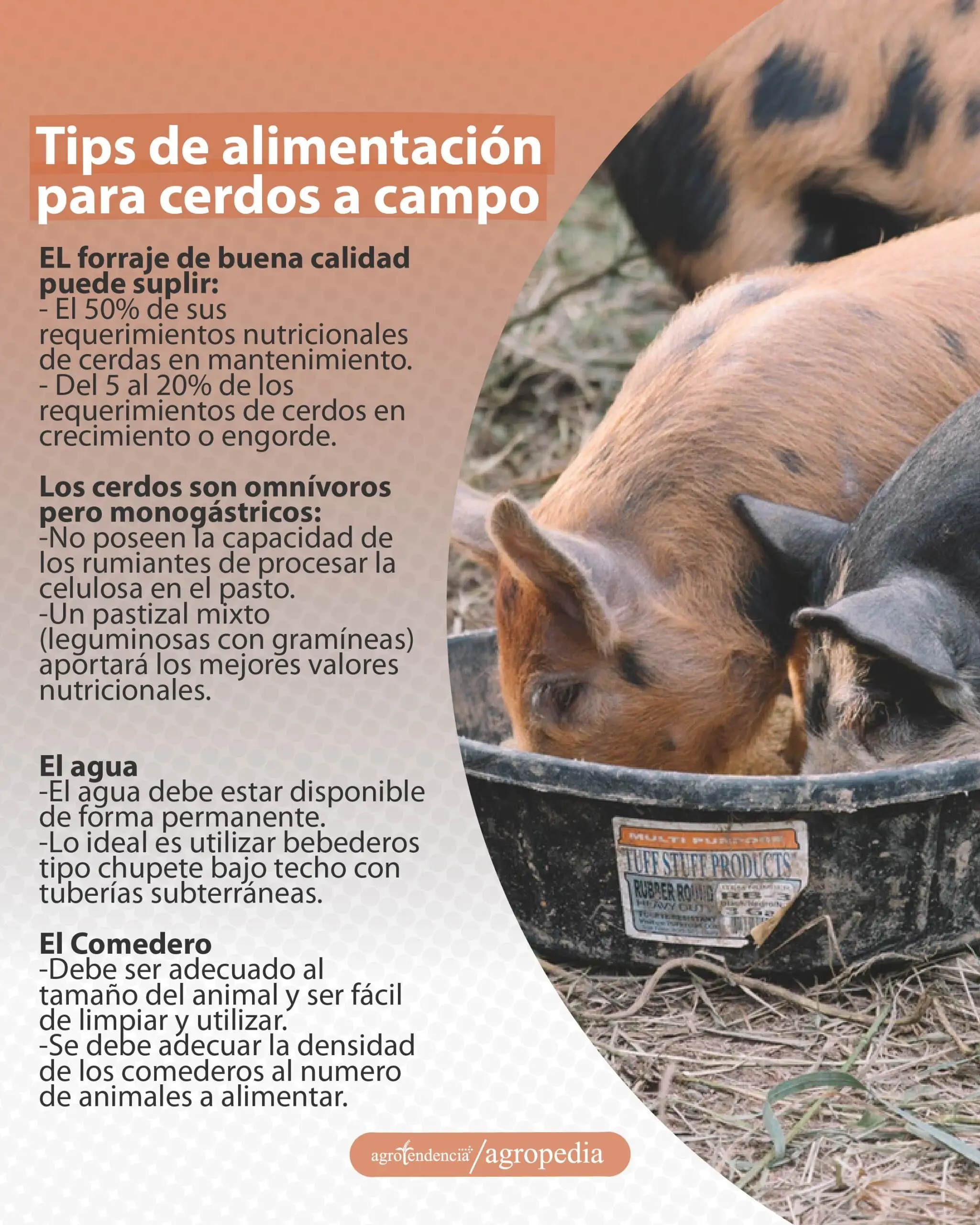cría de cerdos - cria de cerdos a campo