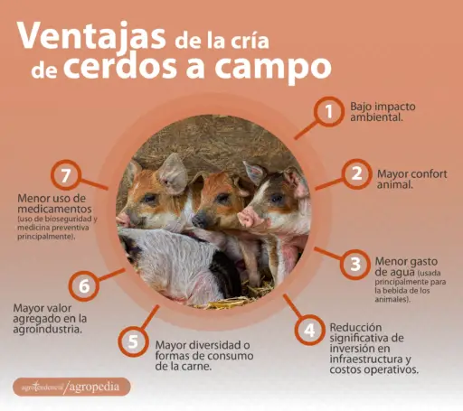 cría de cerdos - cria de cerdos a campo