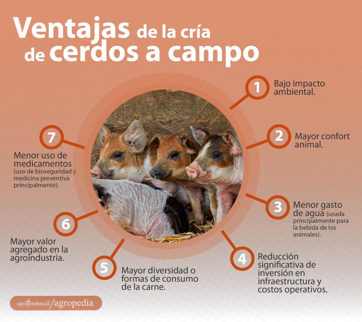 cría de cerdos - cria de cerdos a campo