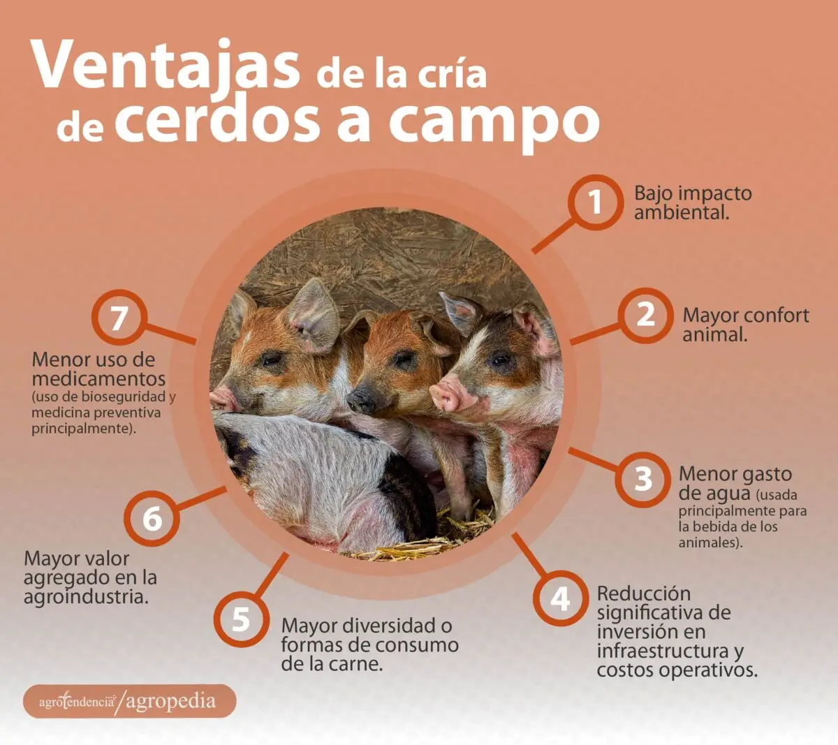 cría de cerdos - cria de cerdos a campo