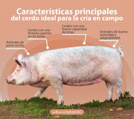 cría de cerdos - cria de cerdos a campo