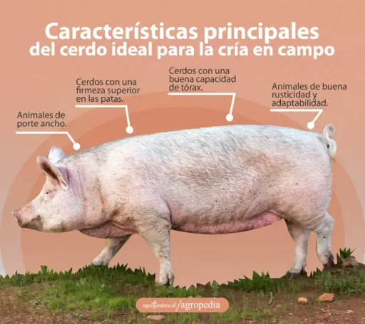 cría de cerdos - cria de cerdos a campo