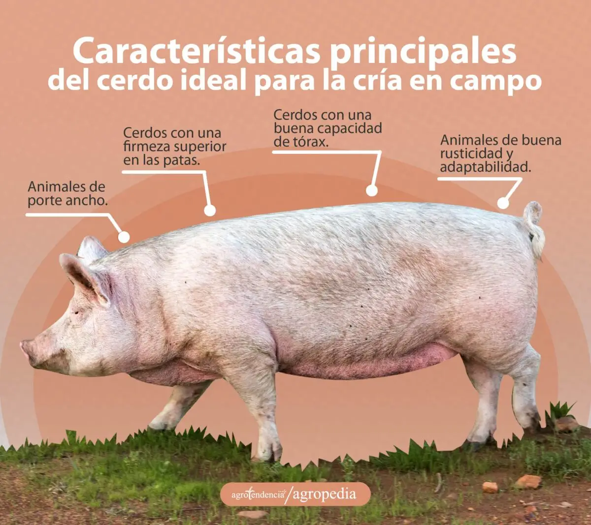 cría de cerdos - cria de cerdos a campo