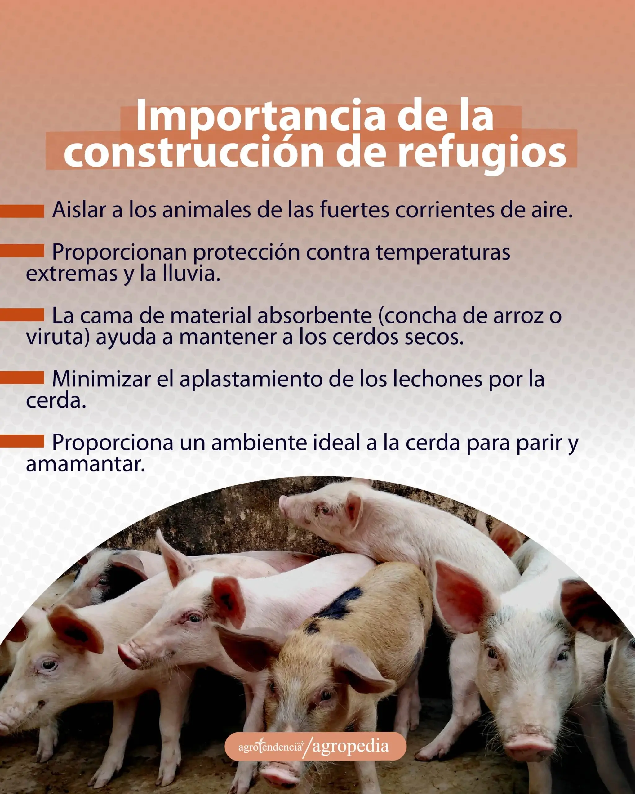 cría de cerdos - cria de cerdos a campo