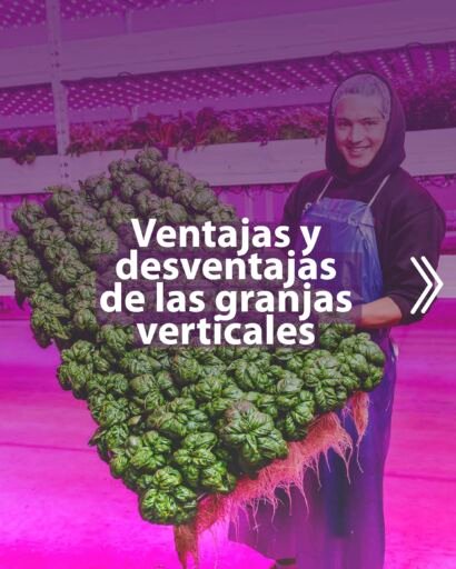 mujer con bandeja de lechuga obtenida de una granja vertical