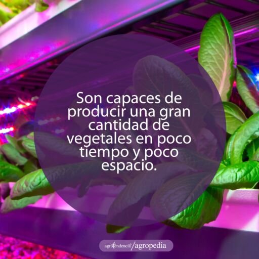 plantas de lechugas sembradas en granja vertical con luz ultravioleta