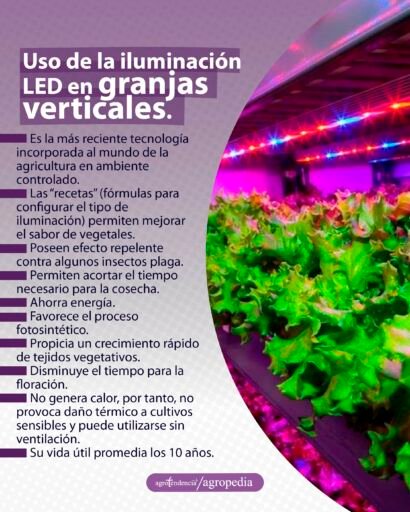 lechugas creciendo con luz led en granja vertical