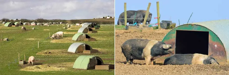 cerdo-a-campo cerdo a campo