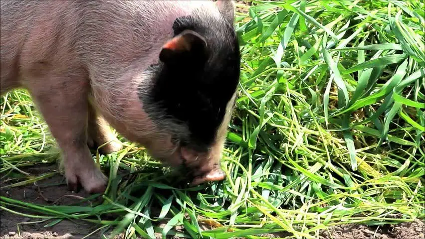 cerdito comiendo forraje