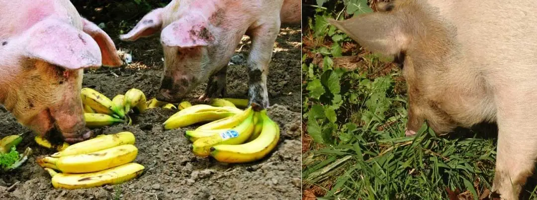 cerdo comiendo vegetales