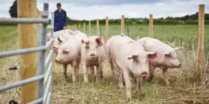 cría de cerdos - cria de cerdos a campo
