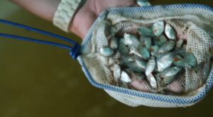 Acuicultura en 2 minutos