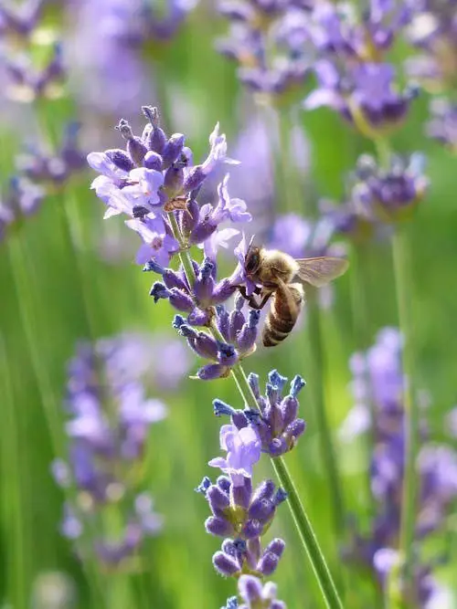 abeja recolectando polen