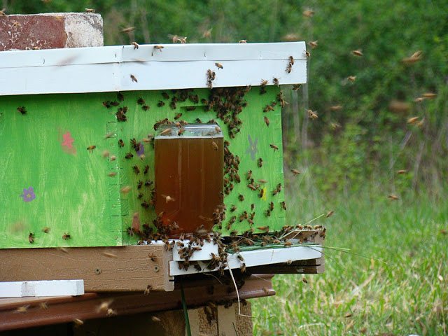 alimentador Boarmand apicultura