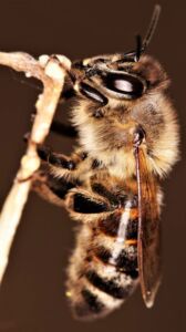 apicultura - abejas apicultura
