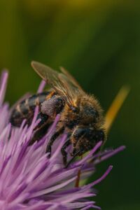 apicultura - abejas apicultura