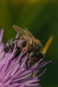 apicultura - abejas apicultura
