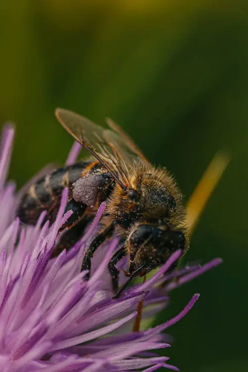 abeja recolectando polen 
