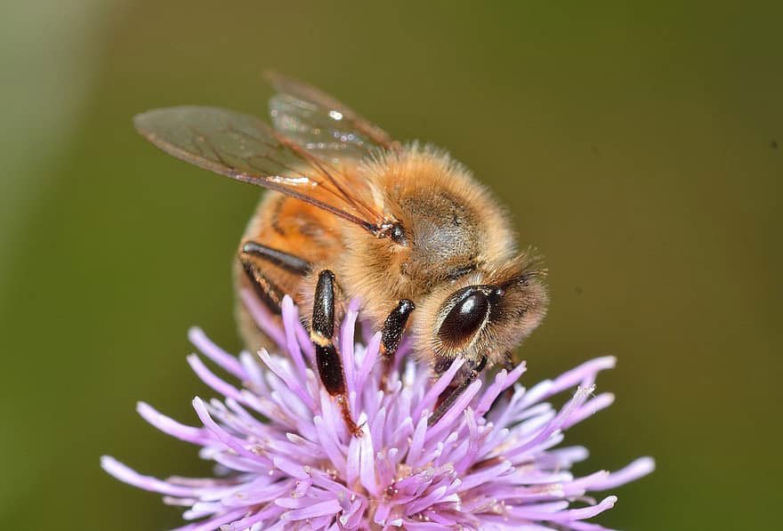 abeja apicultura