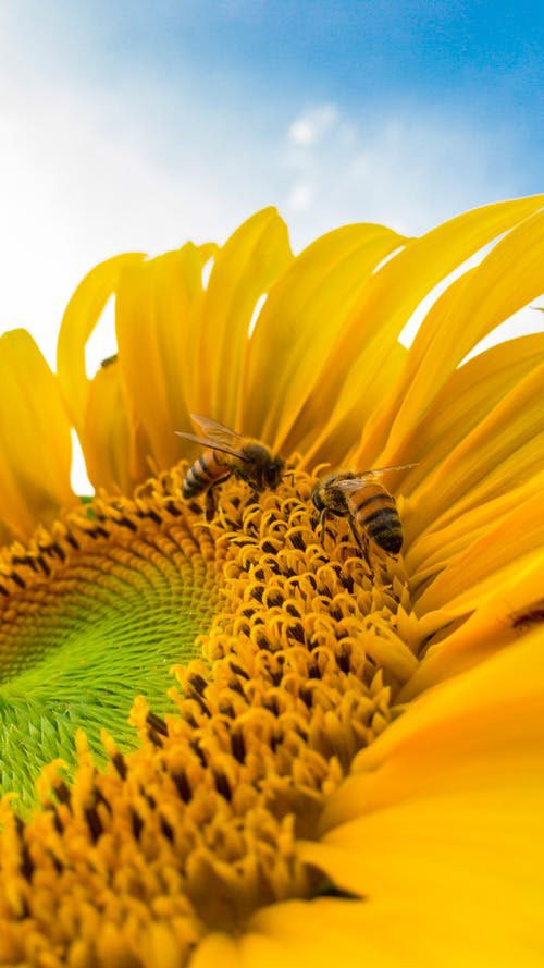 abejas recolectoras apicultura