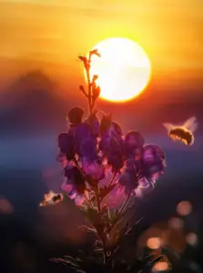 apicultura - abejas apicultura