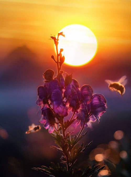 abeja volando hacia una flor en el atardecer y su importancia en la apicultura