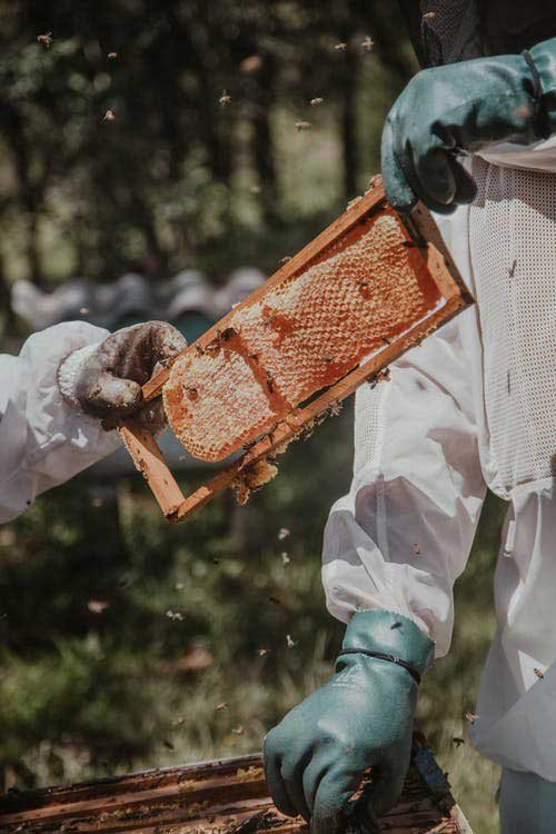 panal de abejas apicultura