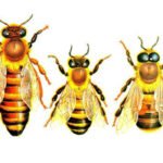 apicultura - abejas apicultura