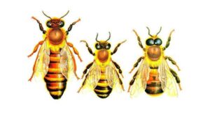 apicultura - abejas apicultura